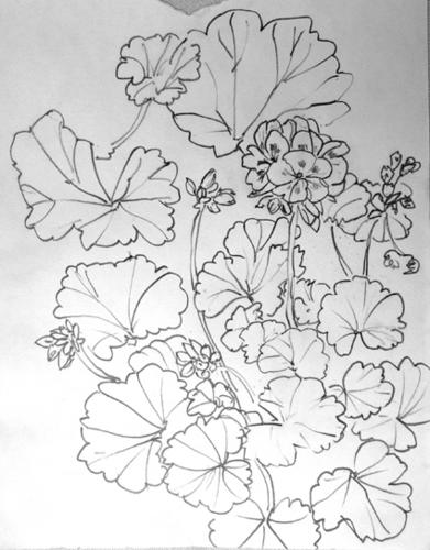 geraniums-marocains-