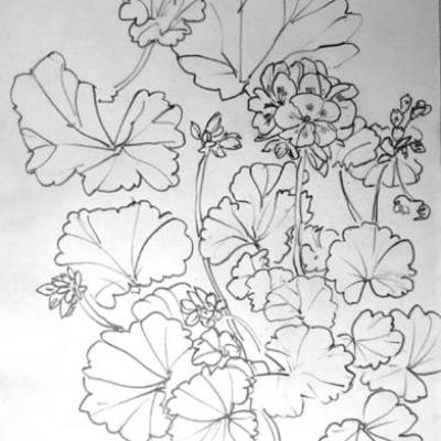 geraniums-marocains-