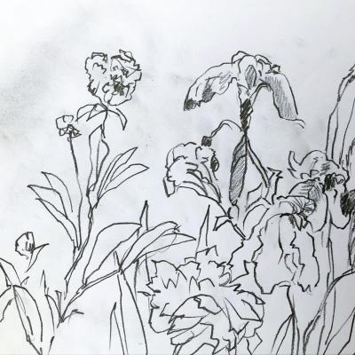 iris
