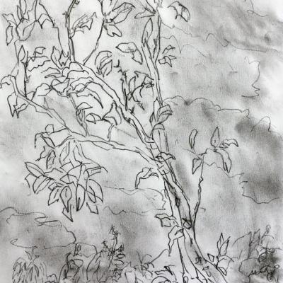 magnolia ciel gris