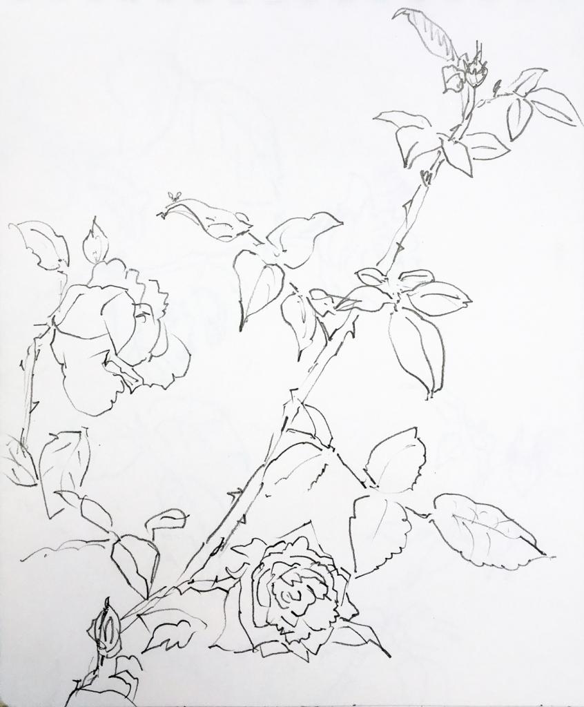 rose 4