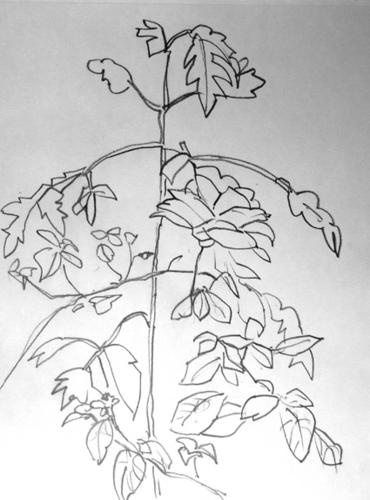 rose-et-plante-