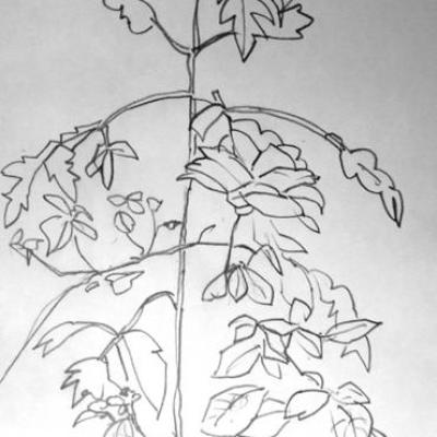 rose-et-plante-