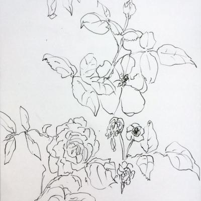 rose7